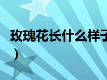 玫瑰花長什么樣子圖片（玫瑰花的樣子和特點）