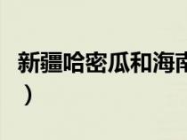 新疆哈密瓜和海南哈密瓜哪個(gè)好（新疆哈密瓜）