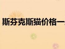 斯芬克斯貓價格一般多少（斯芬克斯貓價格）
