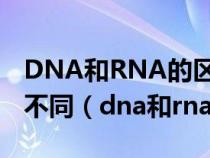 DNA和RNA的區(qū)別只在于堿基種類和五碳糖不同（dna和rna的區(qū)別）
