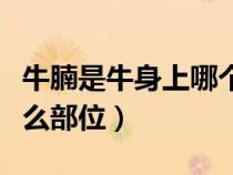 牛腩是牛身上哪個(gè)部位的肉?。ㄅｋ钍桥５氖裁床课唬? title=