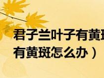 君子蘭葉子有黃斑點怎么回事?（君子蘭葉子有黃斑怎么辦）