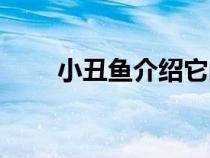 小丑魚介紹它的樣子（小丑魚簡(jiǎn)介）