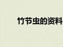竹節(jié)蟲的資料介紹（竹節(jié)蟲的資料）