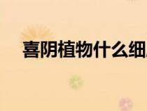 喜陰植物什么細胞少（喜陰植物有什么）