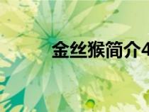 金絲猴簡(jiǎn)介400字（金絲猴簡(jiǎn)介）