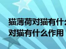 貓薄荷對貓有什么作用小貓能吃嗎?（貓薄荷對貓有什么作用）