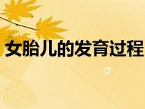 女胎兒的發(fā)育過程（胎兒發(fā)育過程圖分辨女）