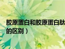 膠原蛋白和膠原蛋白肽有什么區(qū)別（膠原蛋白肽與膠原蛋白的區(qū)別）