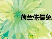 荷蘭侏儒兔價(jià)格（荷蘭侏儒兔）