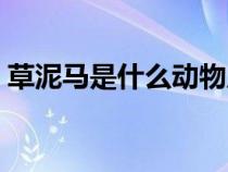 草泥馬是什么動物原名（草泥馬是什么動物）